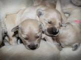 Собаки, щенята Золотистий ретрівер, ціна 5500 Грн., Фото