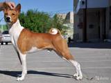 Собаки, щенята Басенджі, ціна 14000 Грн., Фото