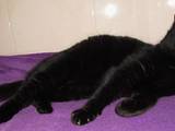 Кошки, котята Британская длинношёрстная, цена 5 Грн., Фото