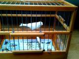 Папуги й птахи Канарки, ціна 600 Грн., Фото