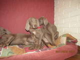 Собаки, щенки Веймарская легавая, цена 6000 Грн., Фото