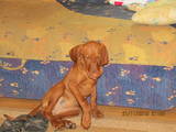 Собаки, щенята Веймарська лягава, ціна 6500 Грн., Фото