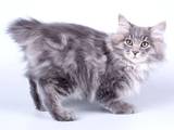Кішки, кошенята Курильський бобтейл, ціна 4000 Грн., Фото