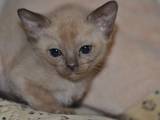 Кошки, котята Бурма, цена 7000 Грн., Фото