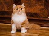 Кішки, кошенята Highland Fold, ціна 4500 Грн., Фото