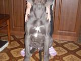 Собаки, щенята Німецький дог, ціна 6000 Грн., Фото