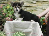 Собаки, щенки Вельш корги пемброк, цена 14000 Грн., Фото