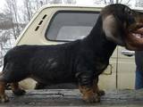Собаки, щенята Жорсткошерста такса, ціна 1500 Грн., Фото