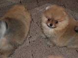 Собаки, щенки Малый шпиц, цена 10000 Грн., Фото