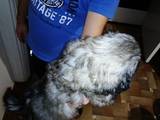 Собаки, щенята Пекінес, ціна 1000 Грн., Фото
