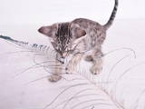 Кішки, кошенята Невідома порода, ціна 34500 Грн., Фото
