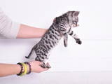 Кошки, котята Неизвестная порода, цена 34600 Грн., Фото