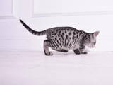 Кішки, кошенята Невідома порода, ціна 34600 Грн., Фото