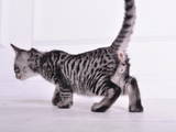 Кішки, кошенята Невідома порода, ціна 34600 Грн., Фото
