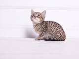 Кішки, кошенята Невідома порода, ціна 34300 Грн., Фото