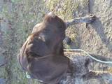 Собаки, щенята Дірхаунд, ціна 13000 Грн., Фото