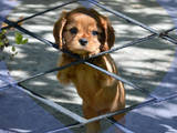 Собаки, щенята Кавалер-кинг-чарльз спаніель, ціна 24000 Грн., Фото