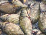 Продовольство Риба і рибопродукти, ціна 15 Грн./т., Фото