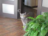 Кошки, котята Русская голубая, цена 400 Грн., Фото
