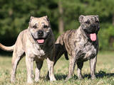 Собаки, щенки Мальоркский бульдог (Ка Де Бо), цена 1000 Грн., Фото
