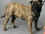 Собаки, щенята Мальоркскій бульдог (Ка Де Бо), ціна 1000 Грн., Фото