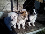 Собаки, щенки Русско-Европейская лайка, цена 1500 Грн., Фото