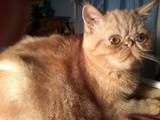Кошки, котята Экзотическая короткошерстная, цена 1300 Грн., Фото