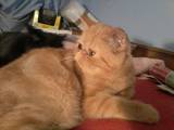 Кішки, кошенята Екзотична короткошерста, ціна 1300 Грн., Фото