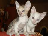 Кішки, кошенята Корніш-рекс, ціна 3100 Грн., Фото