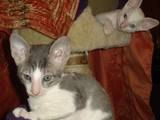 Кошки, котята Корниш-рекс, цена 3100 Грн., Фото
