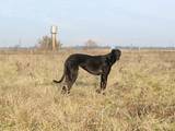 Собаки, щенята Російський хорт, ціна 8000 Грн., Фото