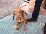 Собаки, щенки Венгерская выжла, цена 6500 Грн., Фото