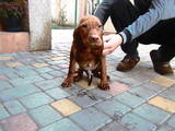 Собаки, щенята Угорська вижла, ціна 6500 Грн., Фото