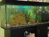 Рибки, акваріуми Акваріуми і устаткування, ціна 4000 Грн., Фото