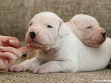 Собаки, щенки Аргентинский дог, цена 6000 Грн., Фото