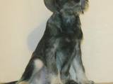 Собаки, щенята Міттельшнауцер, ціна 5000 Грн., Фото