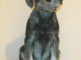 Собаки, щенята Міттельшнауцер, ціна 5000 Грн., Фото
