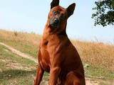 Собаки, щенята Родезійського ріджбек, ціна 33000 Грн., Фото