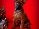 Собаки, щенята Родезійського ріджбек, ціна 33000 Грн., Фото