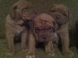 Собаки, щенята Бордоський дог, ціна 3000 Грн., Фото