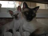Кішки, кошенята Орієнтальна, ціна 500 Грн., Фото