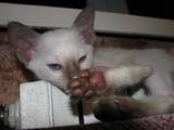 Кошки, котята Ориентальная, цена 500 Грн., Фото