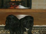 Собаки, щенки Ньюфаундленд, цена 3800 Грн., Фото