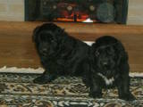Собаки, щенята Ньюфаундленд, ціна 3800 Грн., Фото