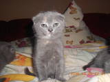 Кішки, кошенята Бірманська, ціна 300 Грн., Фото