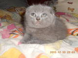 Кошки, котята Бирманская, цена 300 Грн., Фото