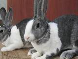 Животноводство,  Сельхоз животные Кролики, Нутрии, цена 450 Грн., Фото