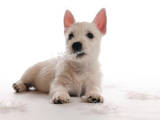 Собаки, щенки Вестхайленд уайт терьер, цена 14000 Грн., Фото