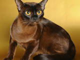 Кошки, котята Бурма, цена 14000 Грн., Фото