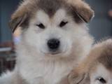 Собаки, щенята Аляска маламут, ціна 3000 Грн., Фото